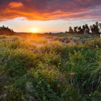 Sonnenuntergang, Wiese, Manawatu-Wanganui, Nordinsel, Neuseeland