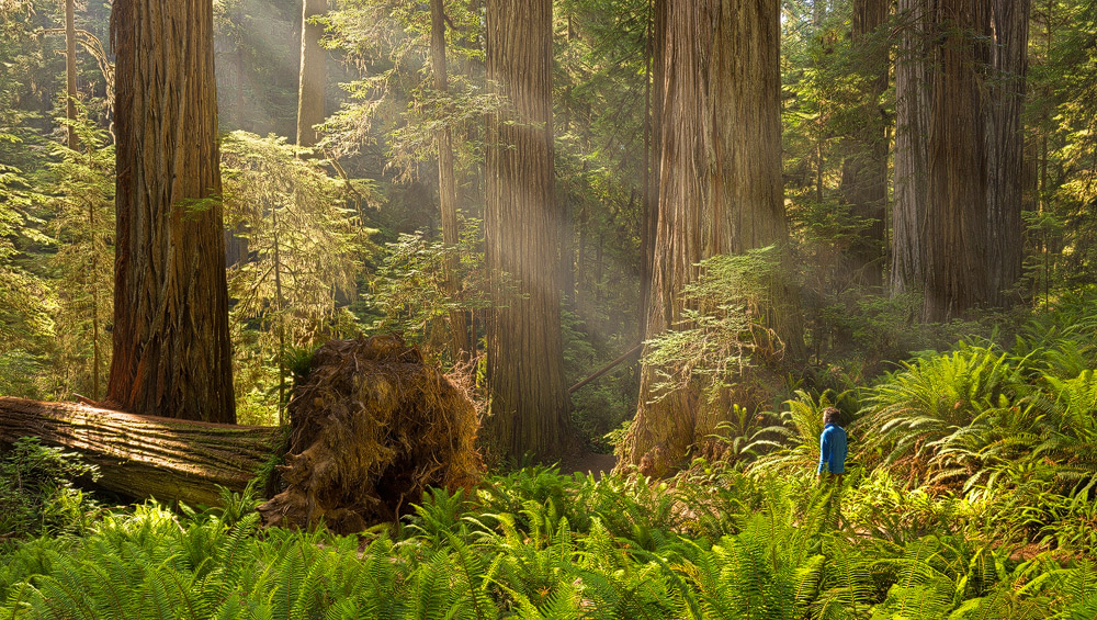 Unter den mächtigen Redwoods (Kalifornien). Redwoods, California