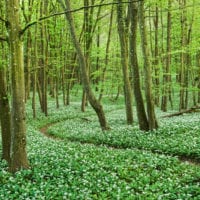 Bärlauchblüte im Wienerwald, Niederösterreich