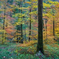 Farbenfroher Buchenwald in Slovenien