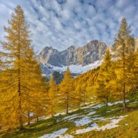 Lärchenwald am Dachstein, Steiermark