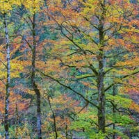 Buchen in Herbstkleid, Österreich