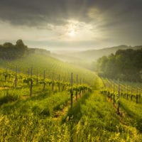 Südsteirische Weinstrasse - Landschaftsfotografie