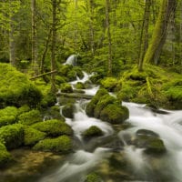 Wald Fotos - Fine Art Print - Landschaftsfotograf