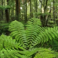 Wald Fotos - Fine Art Print - Landschaftsfotograf