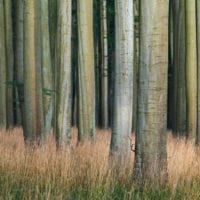 Wald Fotos - Fine Art Print - Landschaftsfotograf