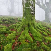 Wald Fotos - Fine Art Print - Landschaftsfotograf