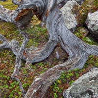 Wald Fotos - Fine Art Print - Landschaftsfotograf