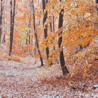 Wald Fotos - Fine Art Print - Landschaftsfotograf