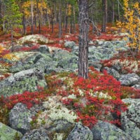 Wald Fotos - Fine Art Print - Landschaftsfotograf