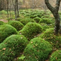 Wald Fotos - Fine Art Print - Landschaftsfotograf