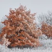 Wald Fotos - Fine Art Print - Landschaftsfotograf