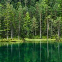 Wald Fotos - Fine Art Print - Landschaftsfotograf