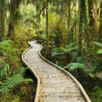 Regenwald, Weg, Steg, Ship Creek, West Coast, Südinsel, Neuseeland