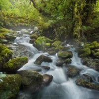 Wald, Creek, Bach, Fiordland Nationalpark, Southland, Südinsel, Neuseeland