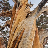 Wald Fotos - Fine Art Print - Landschaftsfotograf