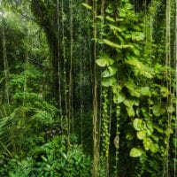 Wald Fotos - Fine Art Print - Landschaftsfotograf