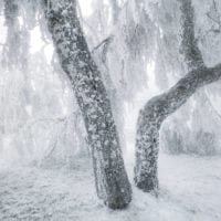 Wald Fotos - Fine Art Print - Landschaftsfotograf