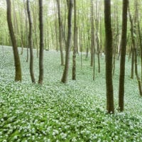 Wald Fotos - Fine Art Print - Landschaftsfotograf