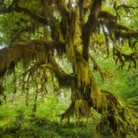 Wald Fotos - Fine Art Print - Landschaftsfotograf