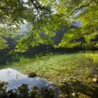 Wald Fotos - Fine Art Print - Landschaftsfotograf