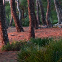 Wald Fotos - Fine Art Print - Landschaftsfotograf